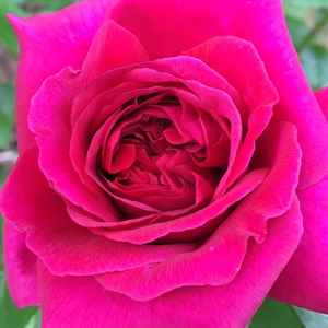 Web trgovina ruža - engleska ruža - crvena  - Rosa  The Dark Lady - diskretni miris ruže - David Austin - Žive, tamnocrvene, ružičaste latice s blago cvjetnim cvjetovima